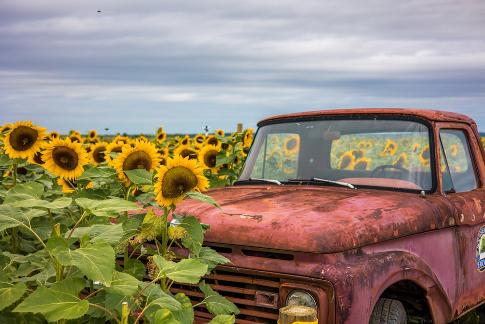 an old truck in a field of sunflowers