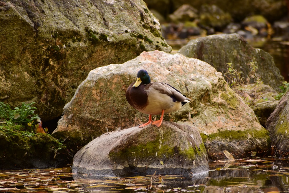 a duck is standing on a rock in the water