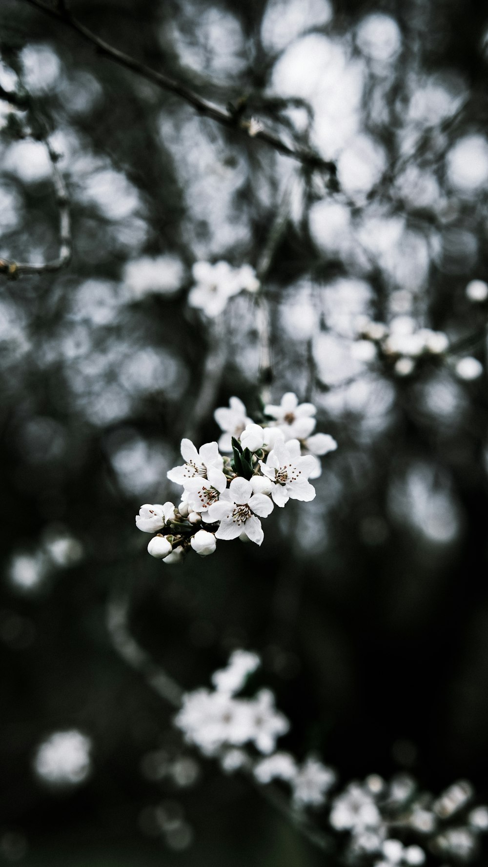 a branch of a tree with white flowers