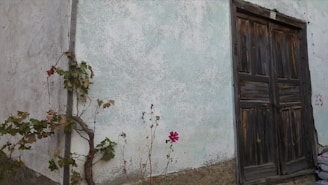 An old wooden door with peeling paint, framed by vibrant bougainvillea in full bloom.