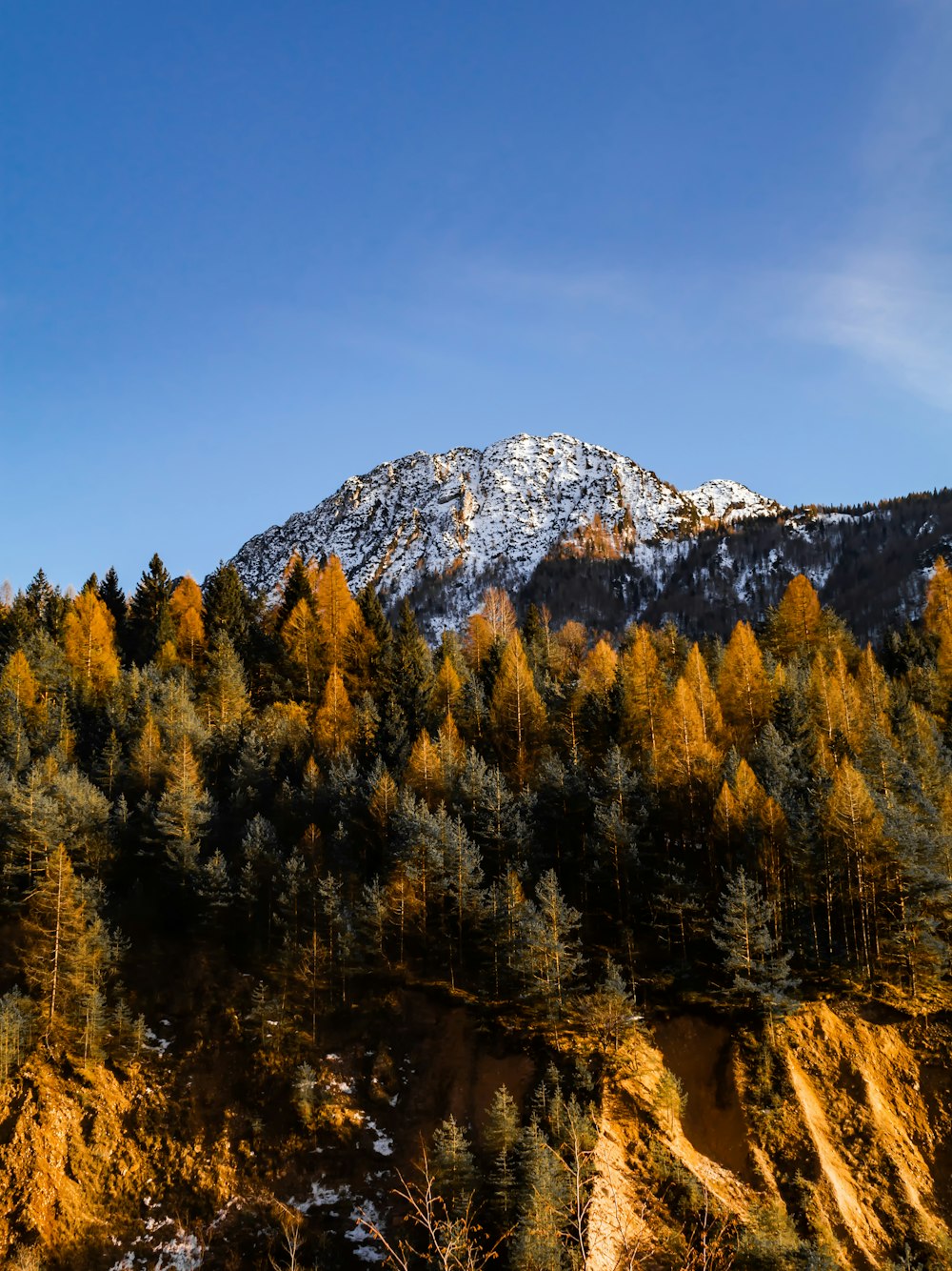 a snow covered mountain with trees in the foreground