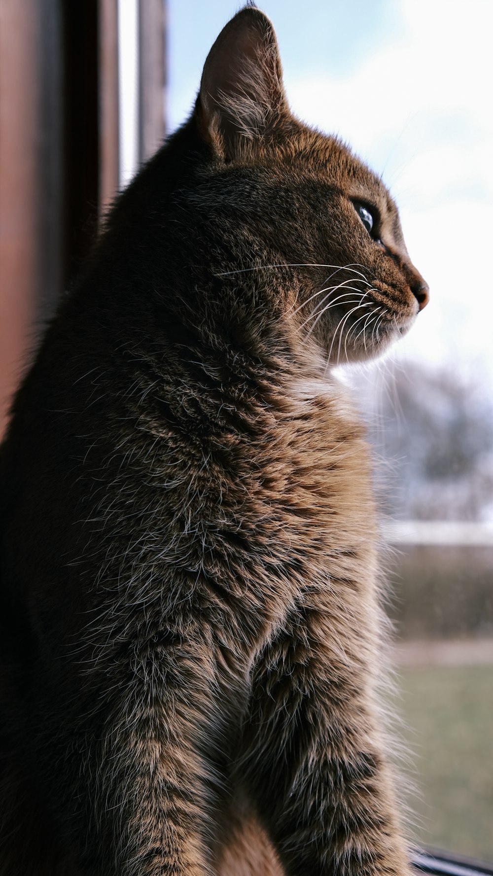 a cat sitting on top of a window sill