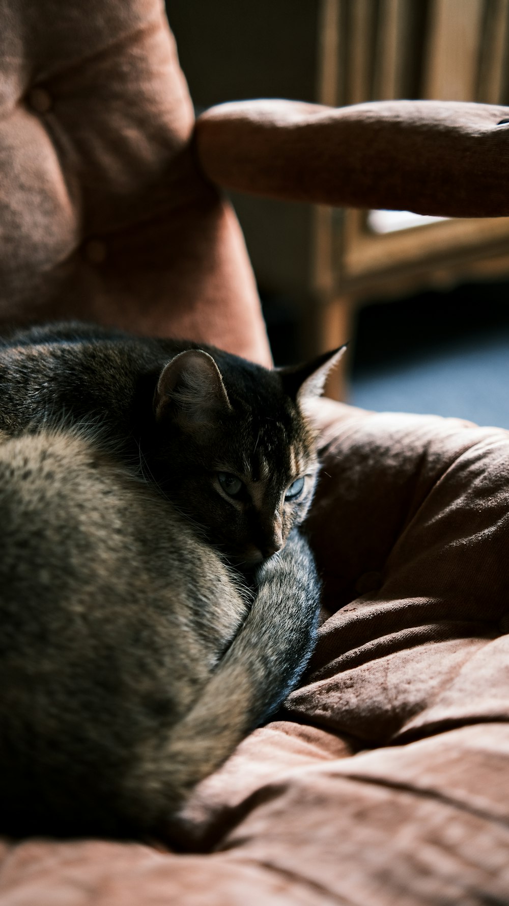 a cat is curled up on a chair