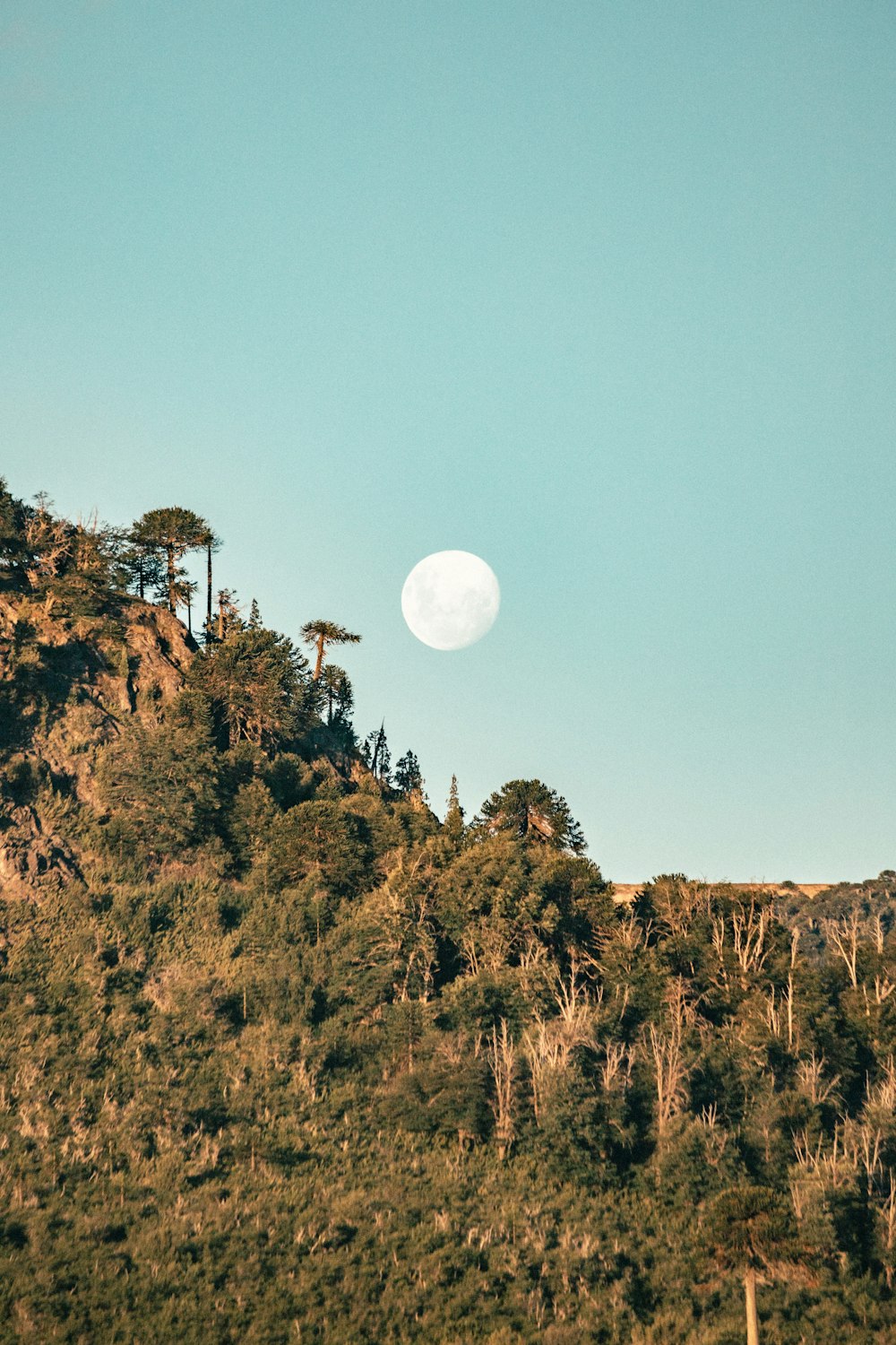 a full moon is seen over a forested area