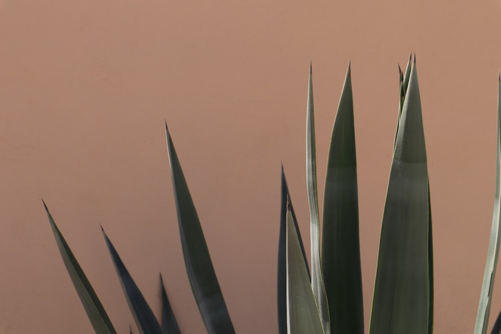 a large green plant sitting next to a pink wall