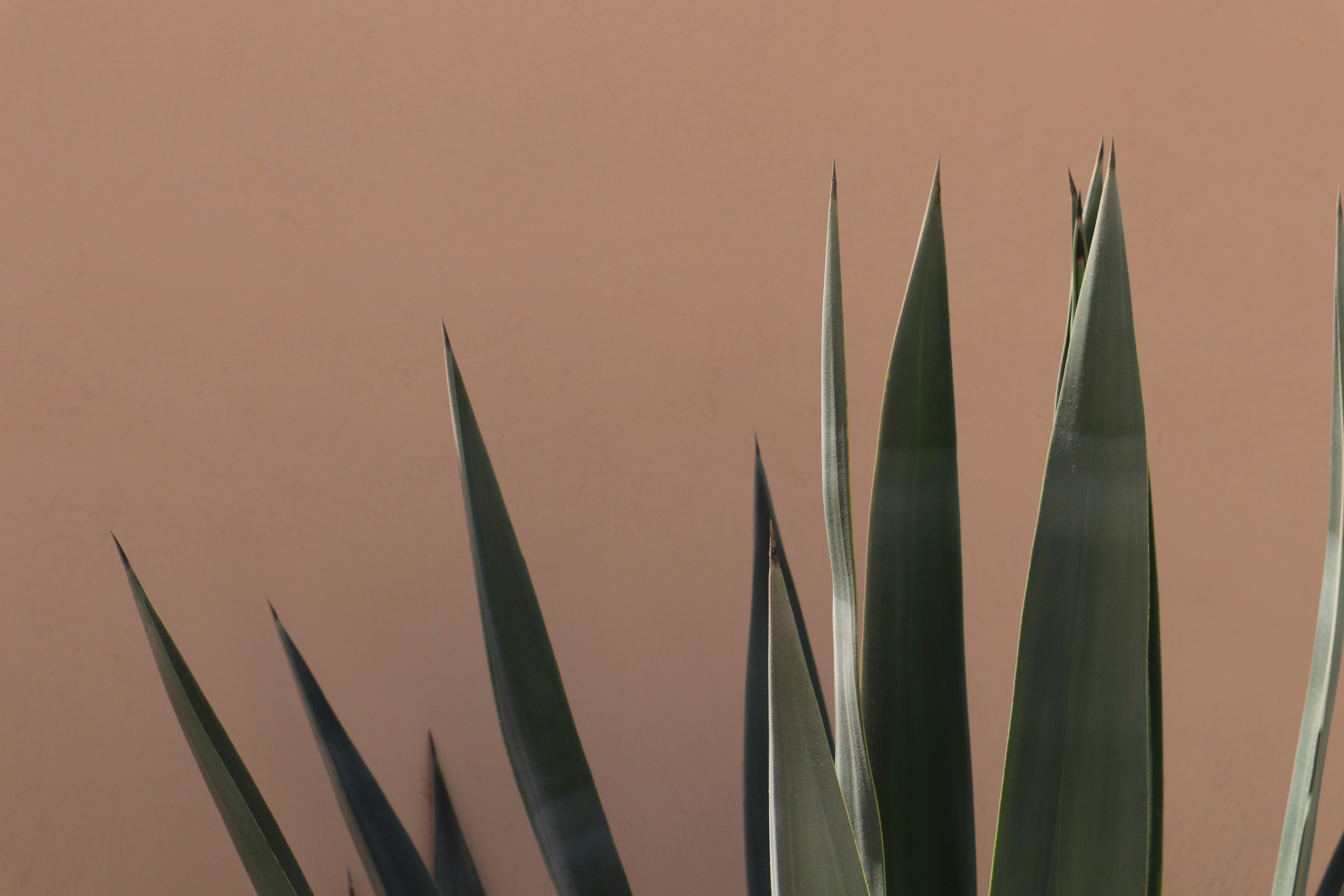 a large green plant sitting next to a pink wall