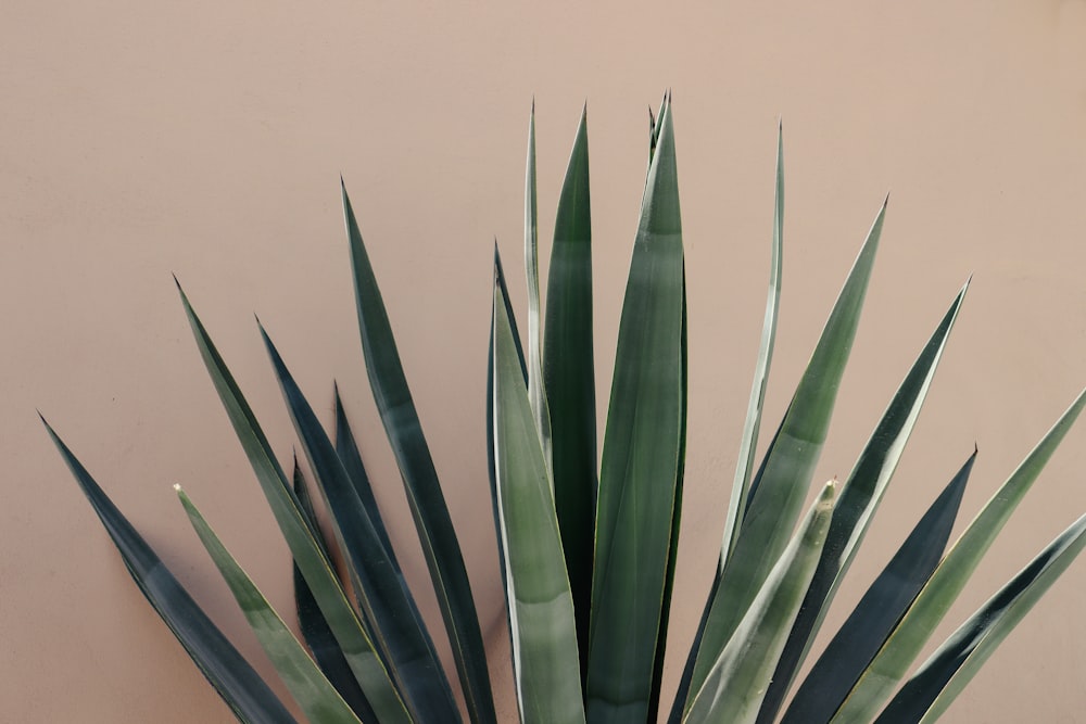 a large green plant sitting next to a wall