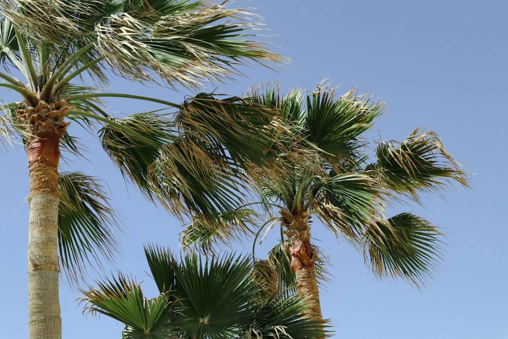 a group of palm trees against a blue sky