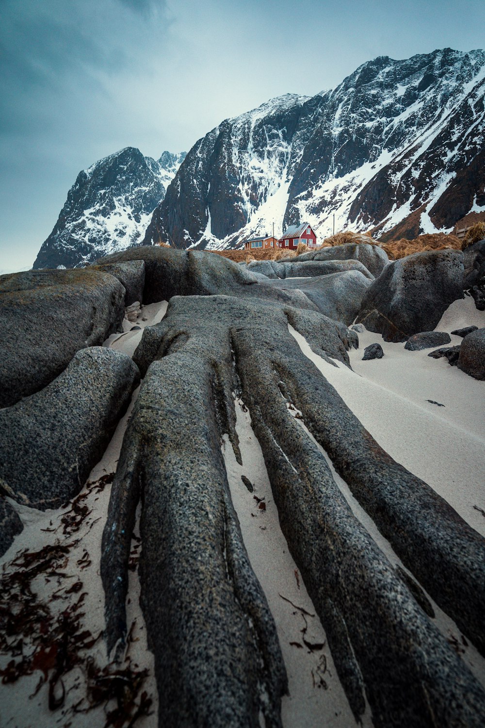 a large tree trunk laying on top of a sandy beach