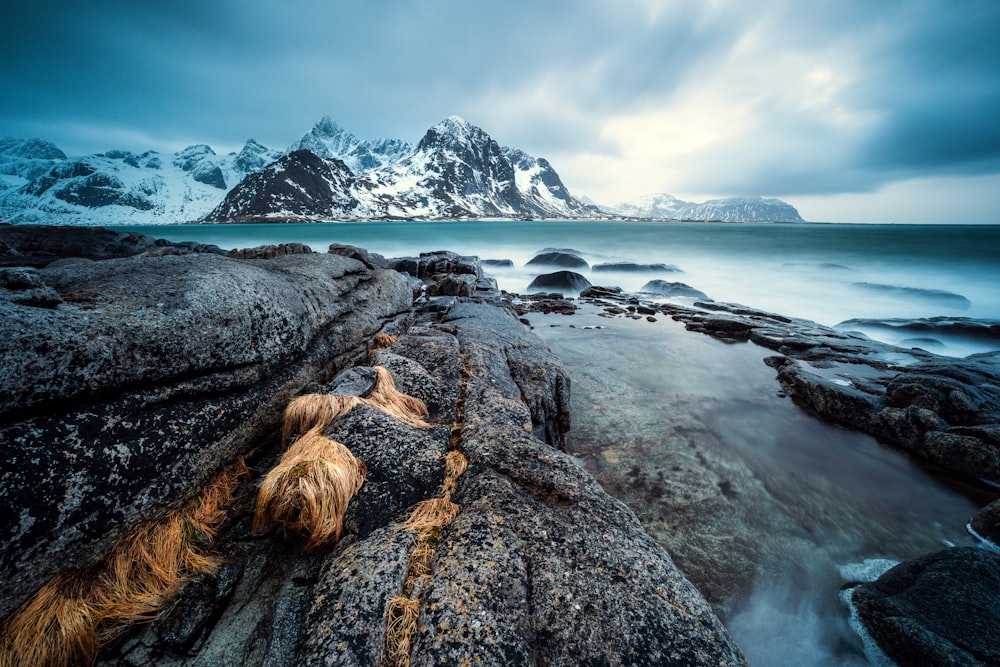 a dog is sitting on a rock by the water