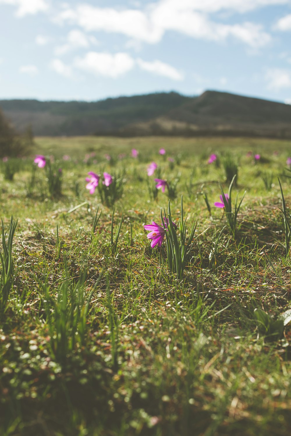 a field full of purple flowers on a sunny day