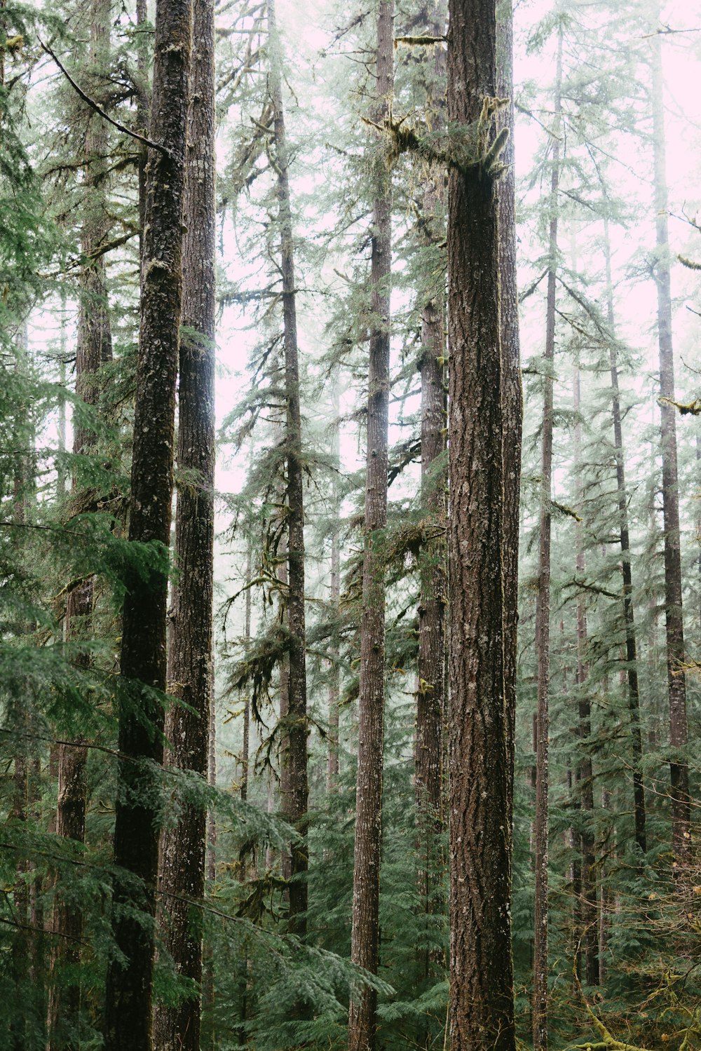 a bench in the middle of a forest