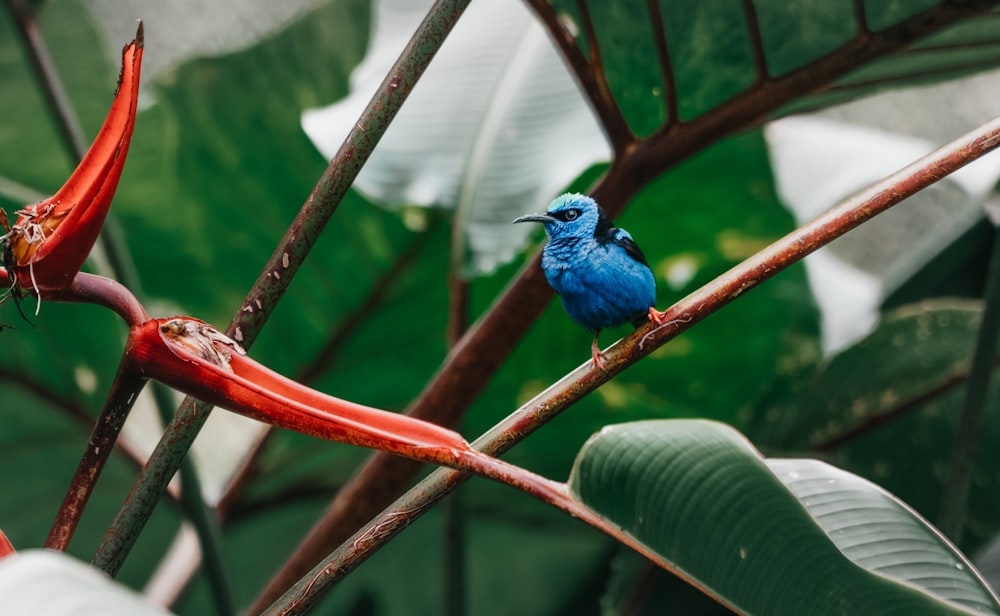 a blue bird sitting on a branch of a tree