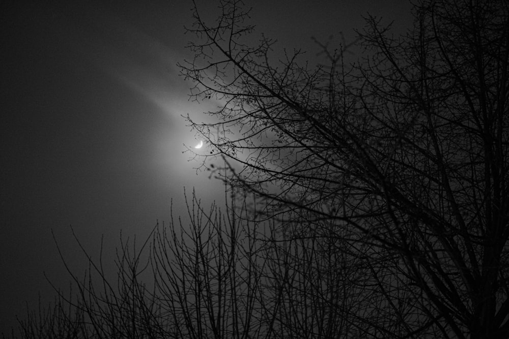 a full moon seen through the branches of a tree