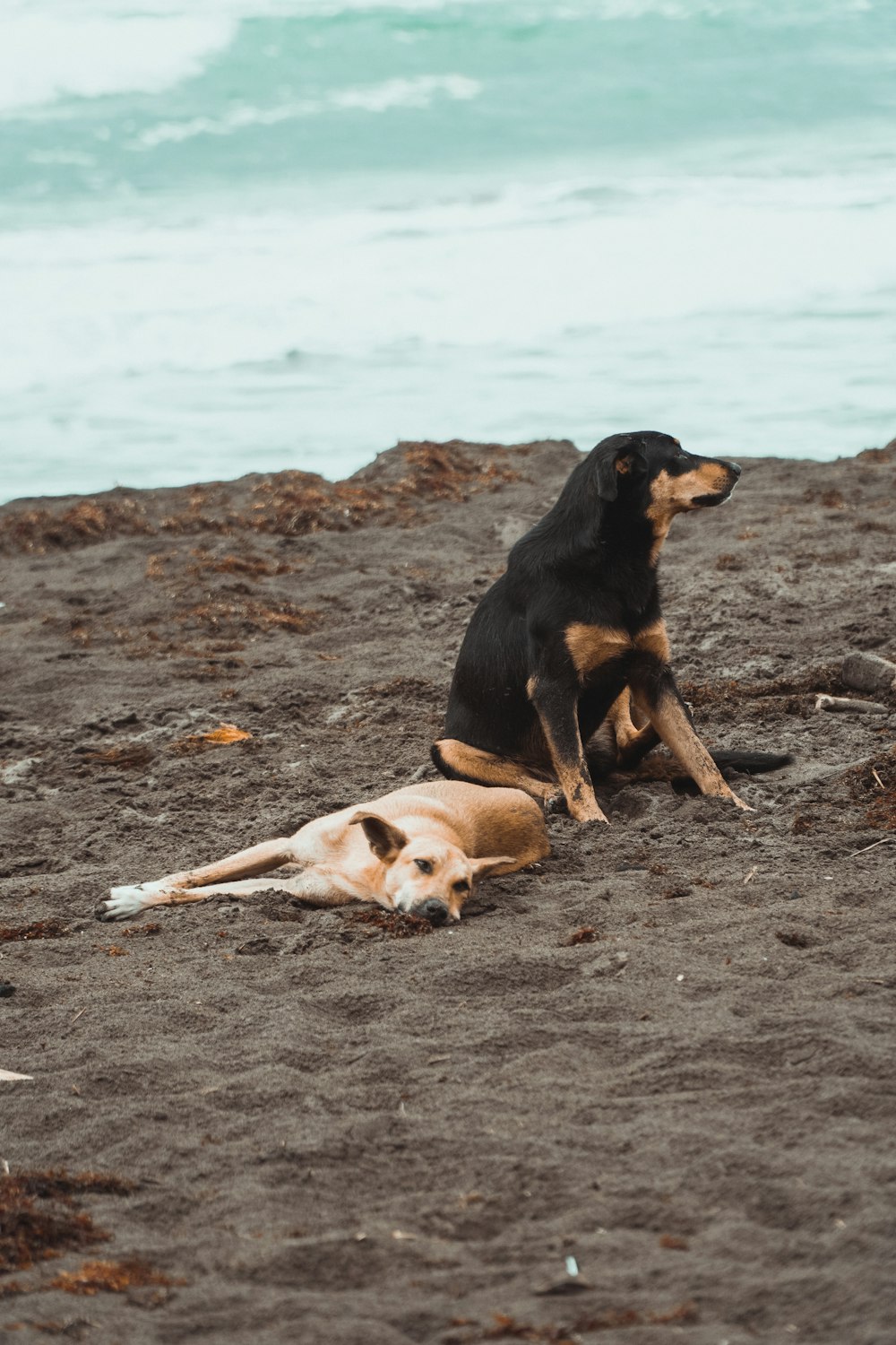 a black and brown dog sitting on top of a sandy beach