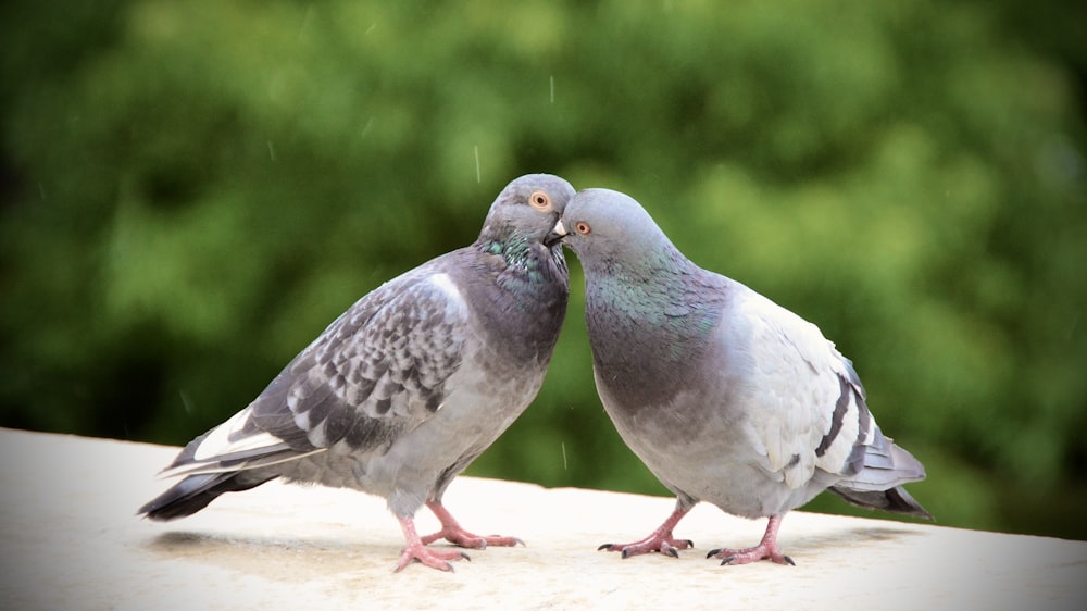 a couple of birds standing on top of a roof