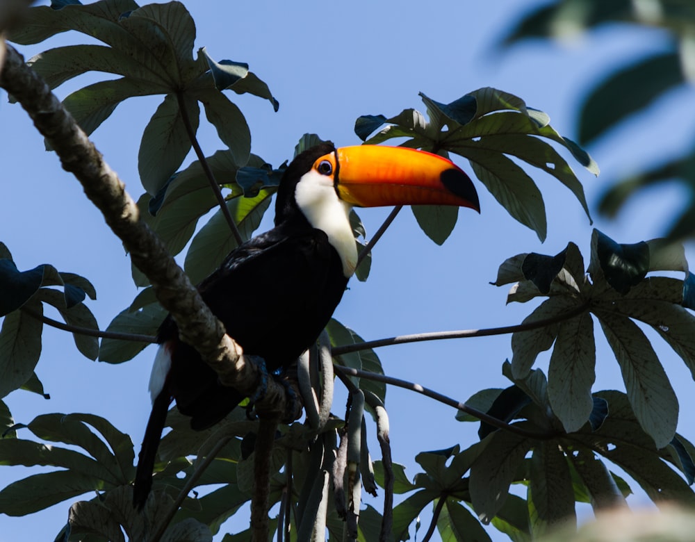 a toucan sitting on a branch in a tree