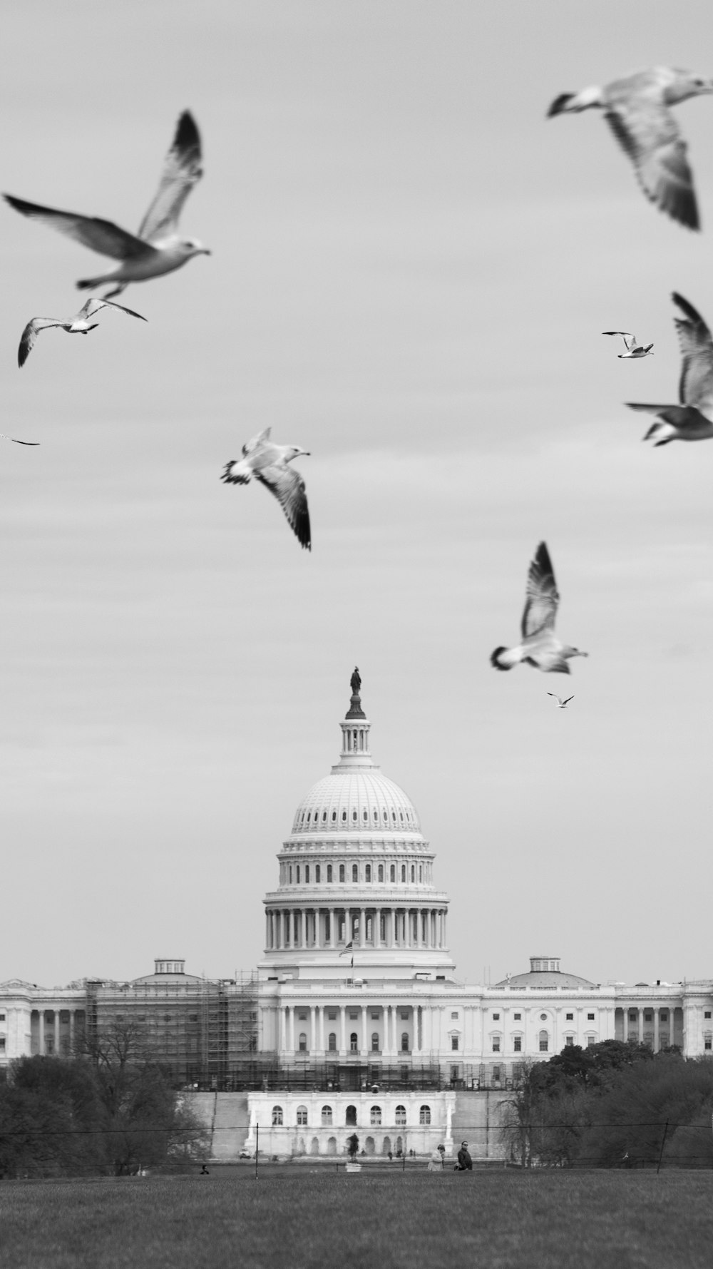 a flock of birds flying over the capitol building