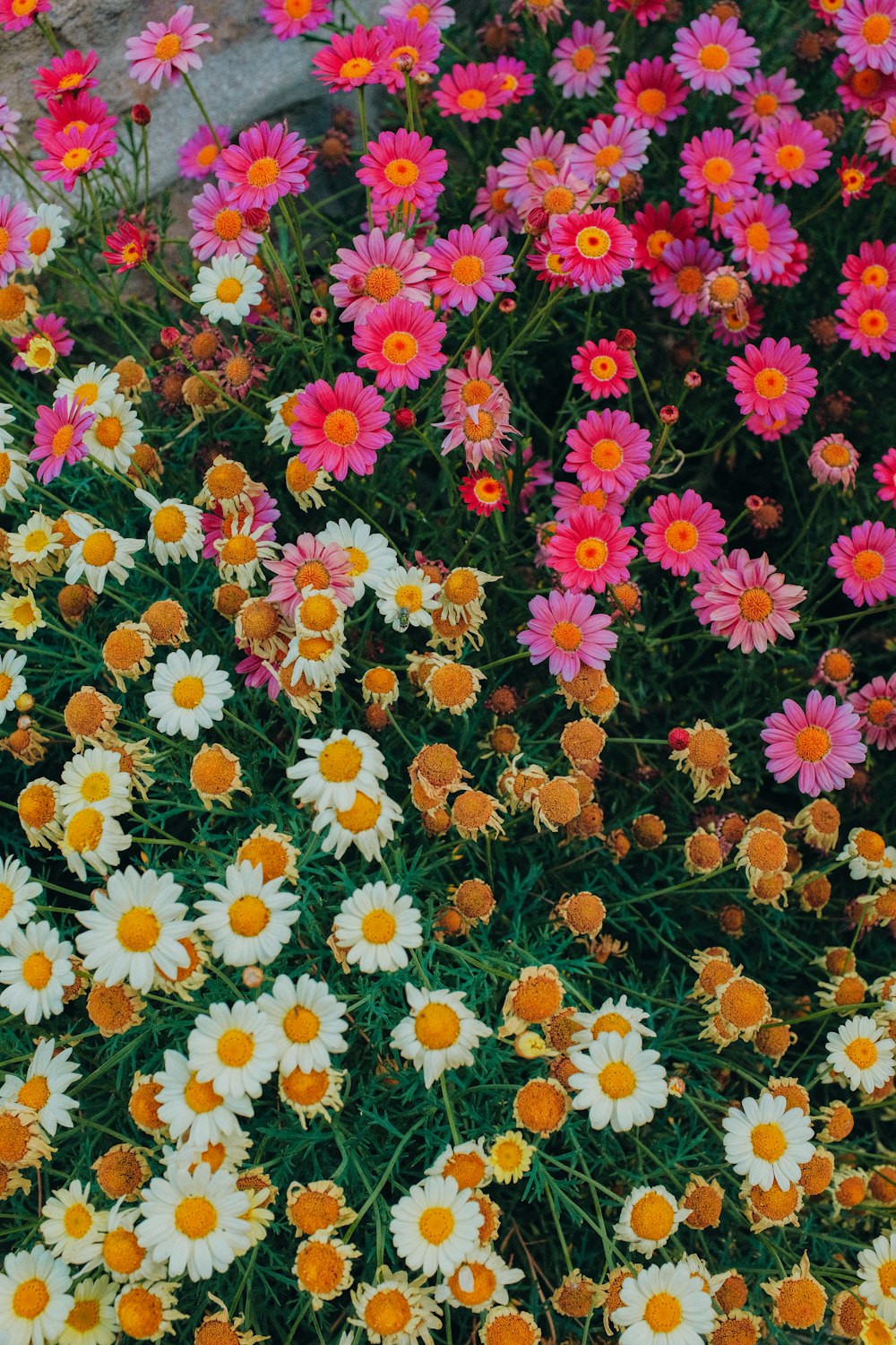 a bunch of flowers that are in the grass