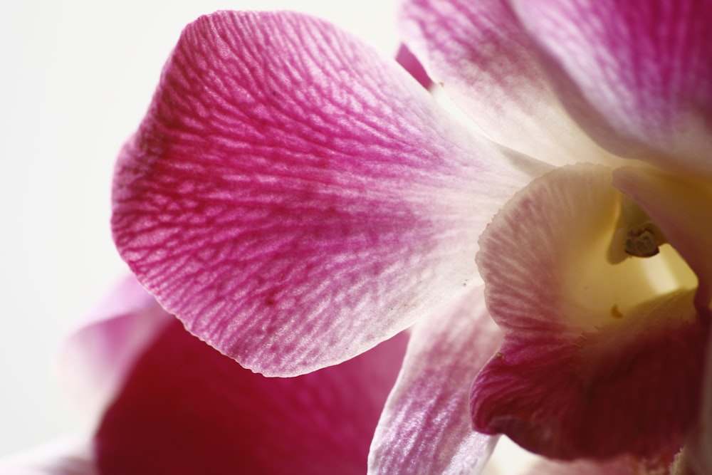 a close up of a pink and white flower