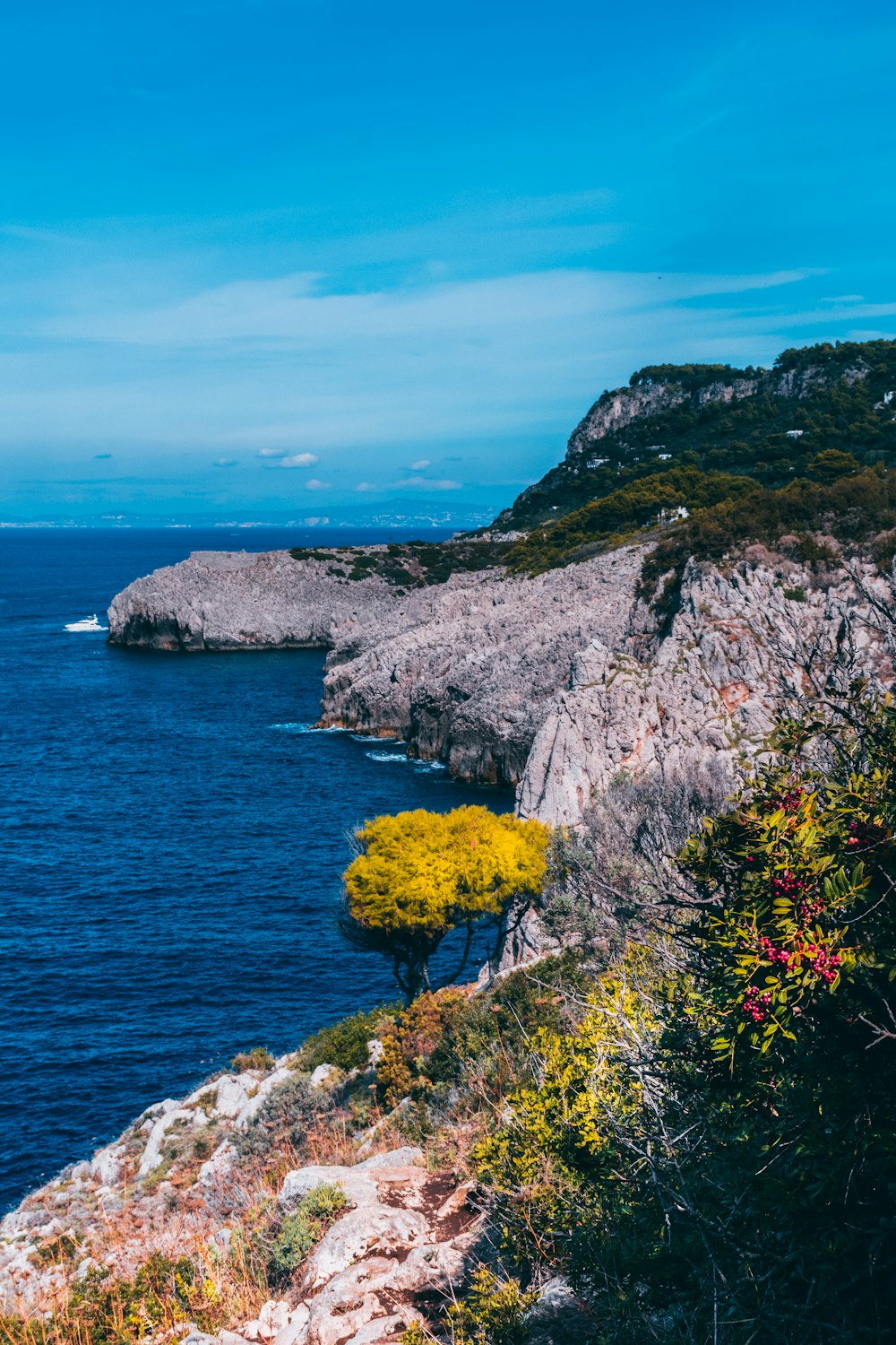 a lone tree on the edge of a cliff overlooking the ocean