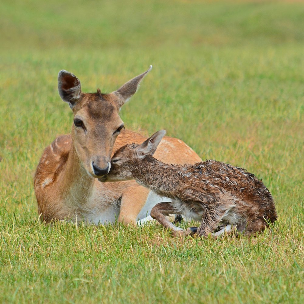 a small deer laying on top of a lush green field