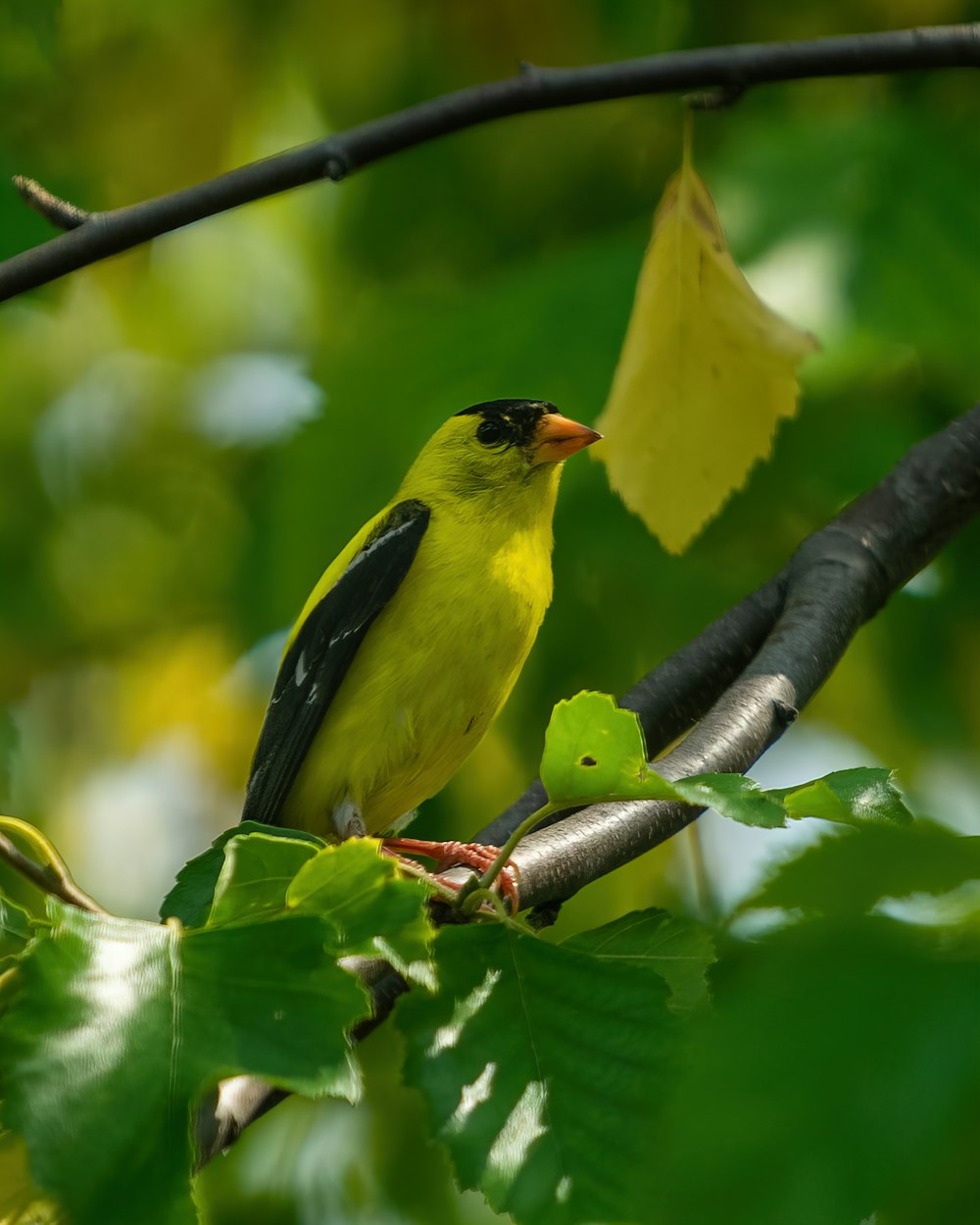 a small yellow bird perched on a tree branch