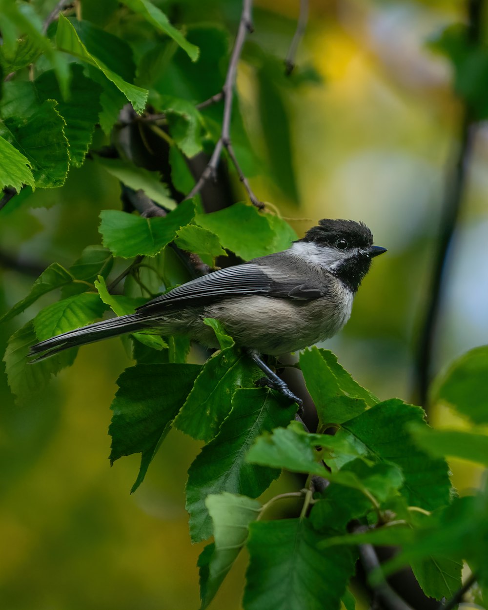 a small bird perched on a branch of a tree