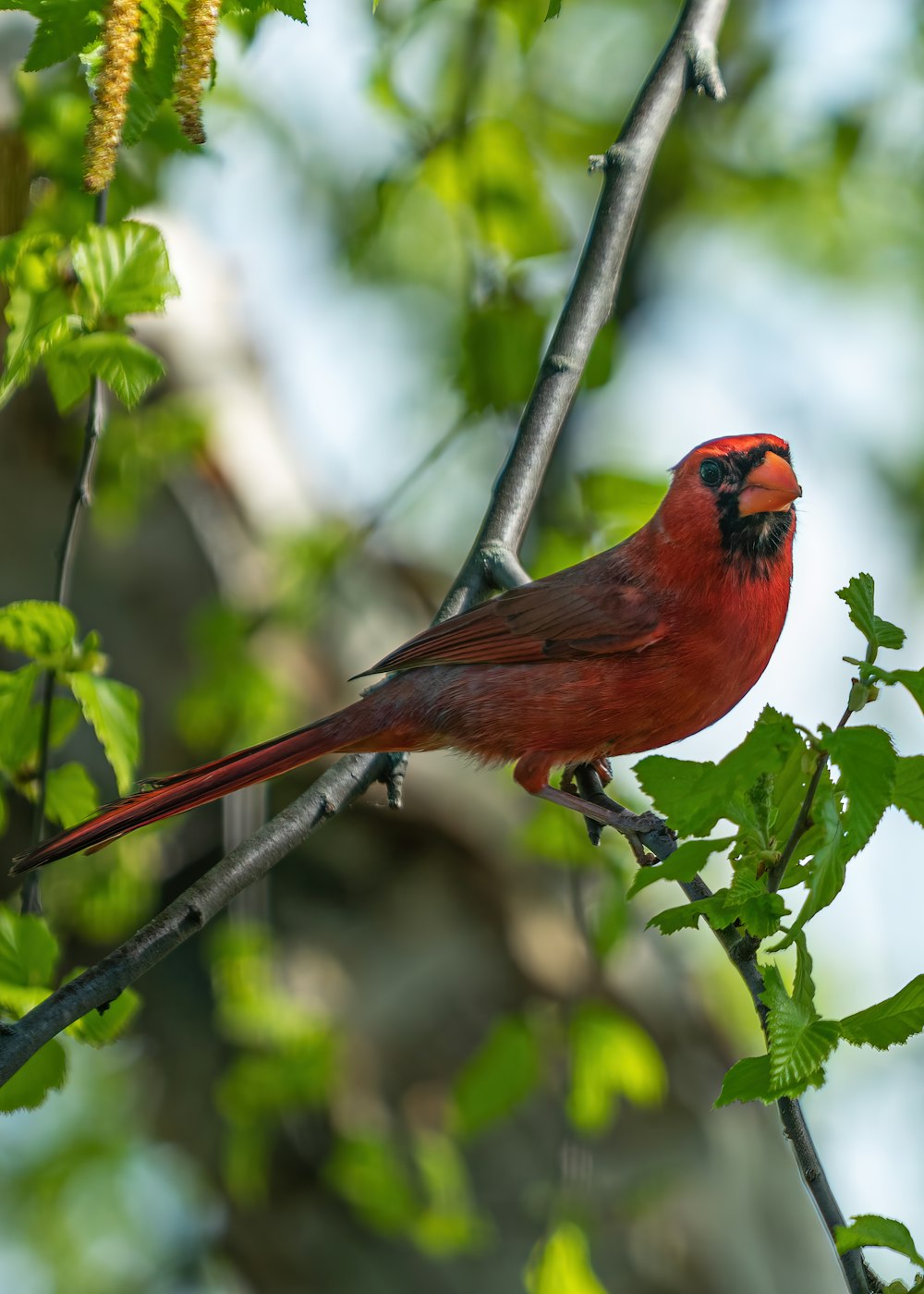 a red bird perched on a branch of a tree