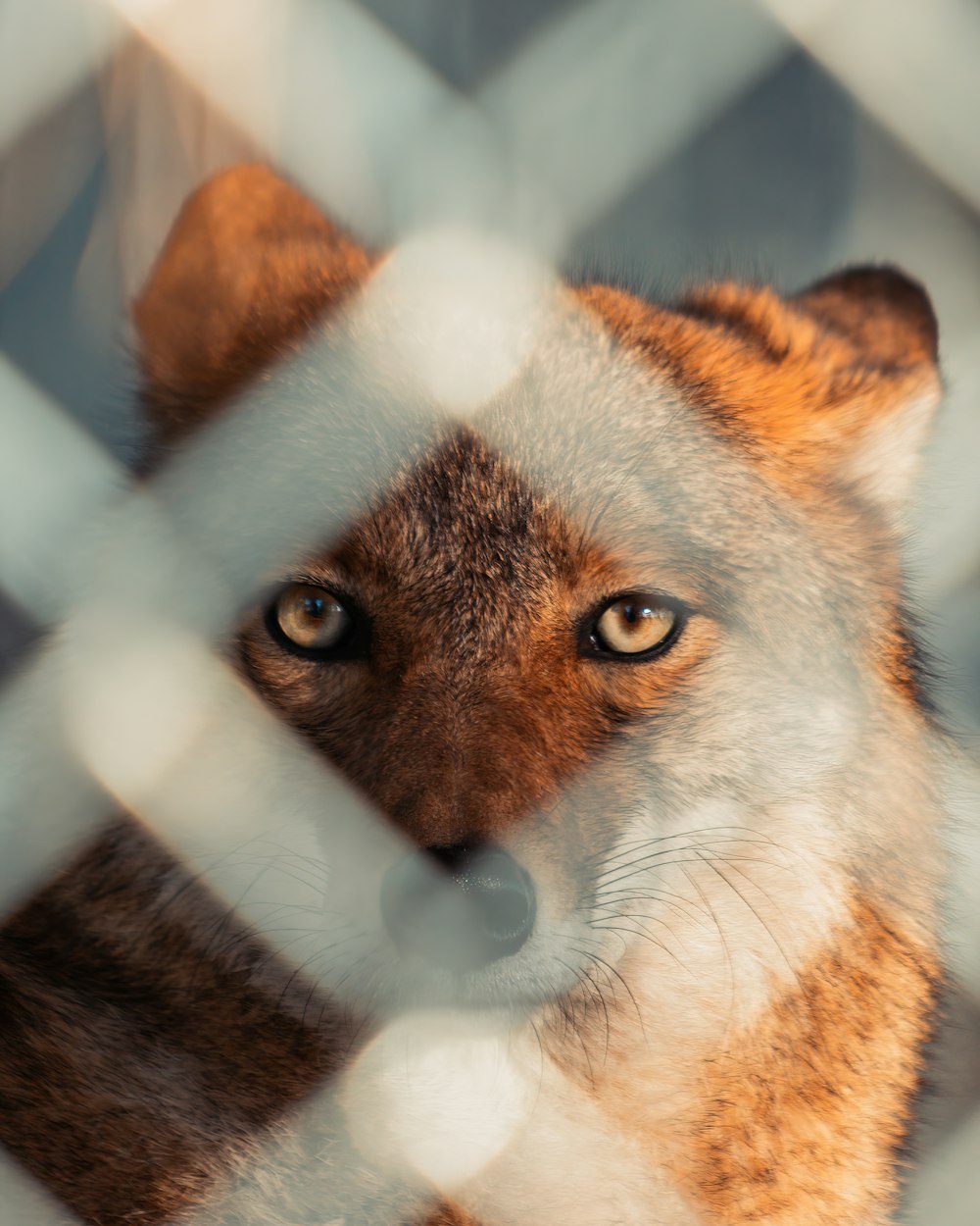 a close up of a fox behind a chain link fence