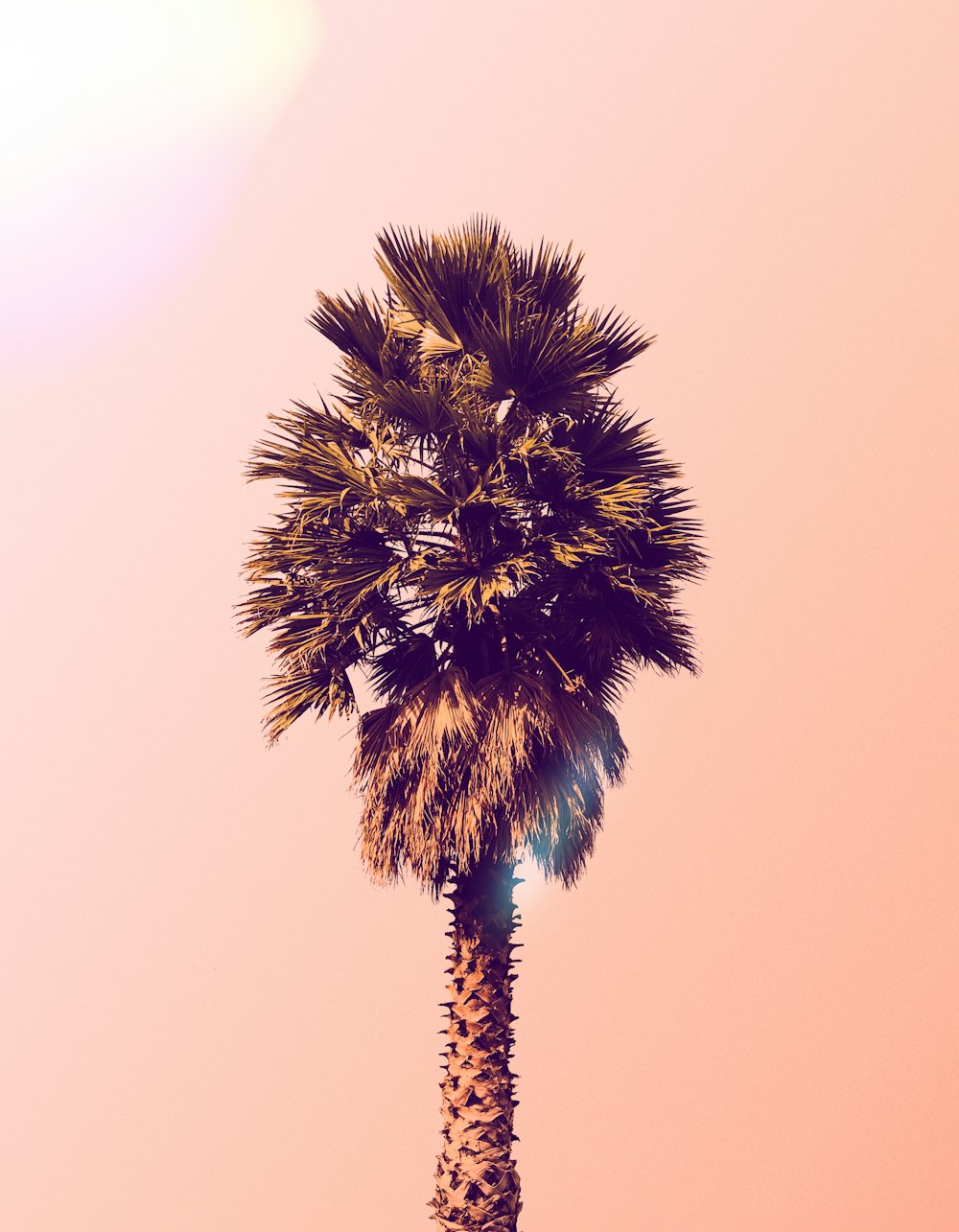 a palm tree with a pink sky in the background