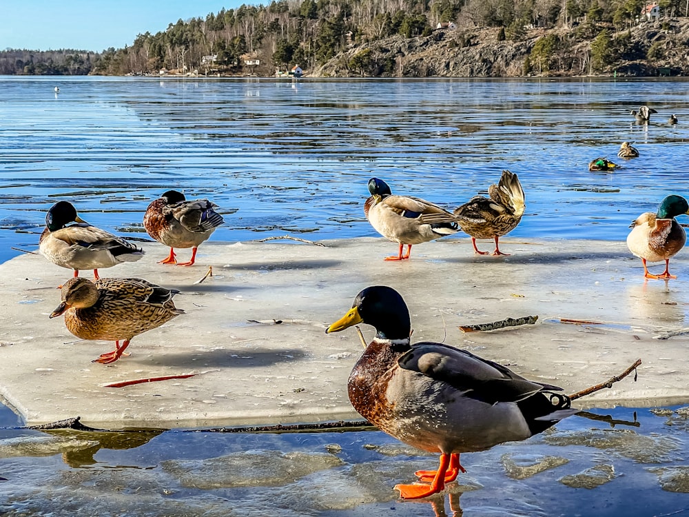 a flock of ducks standing on top of a frozen lake