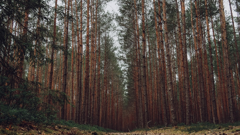 a forest filled with lots of tall trees