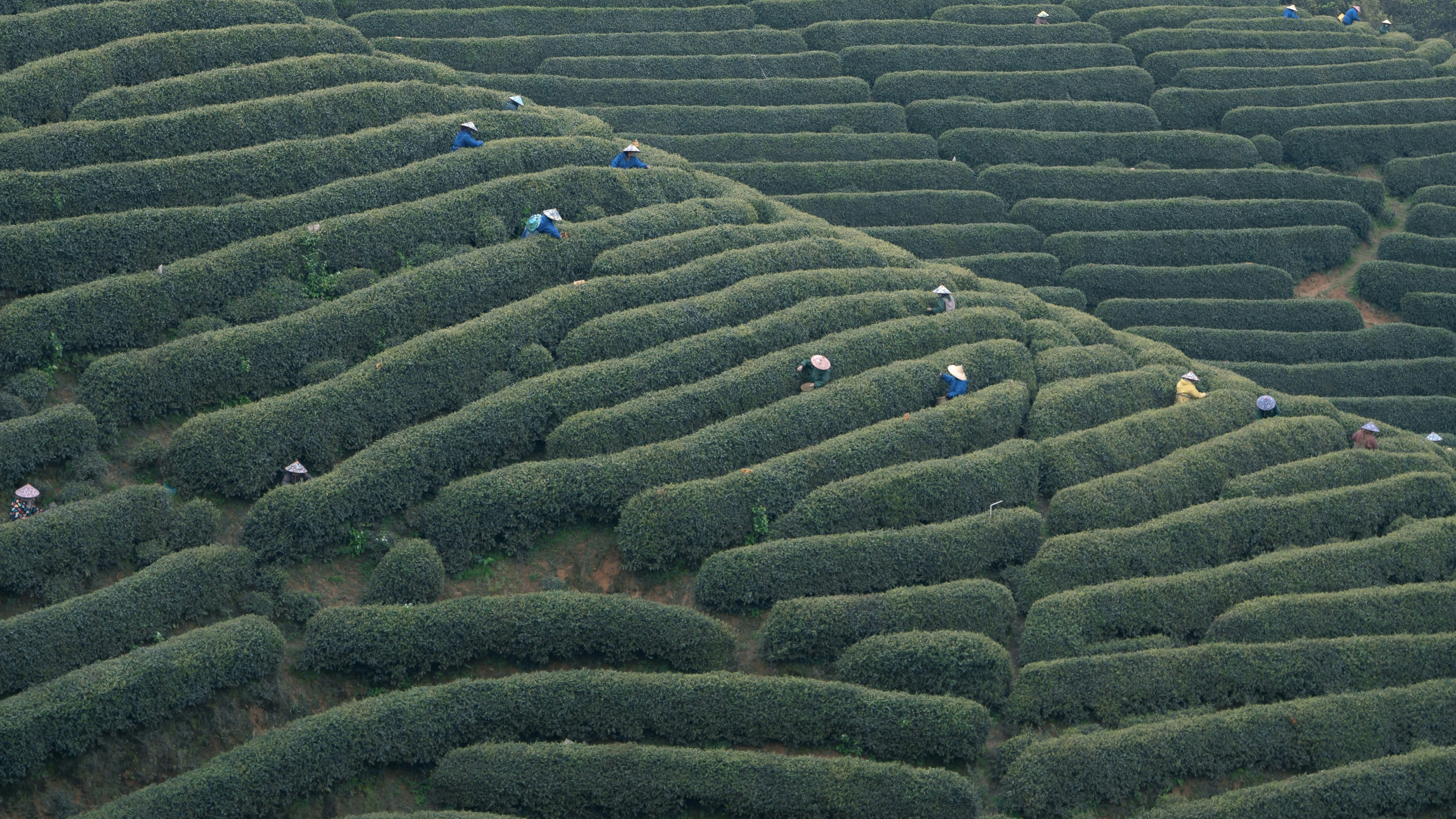 a large group of people standing in the middle of a field
