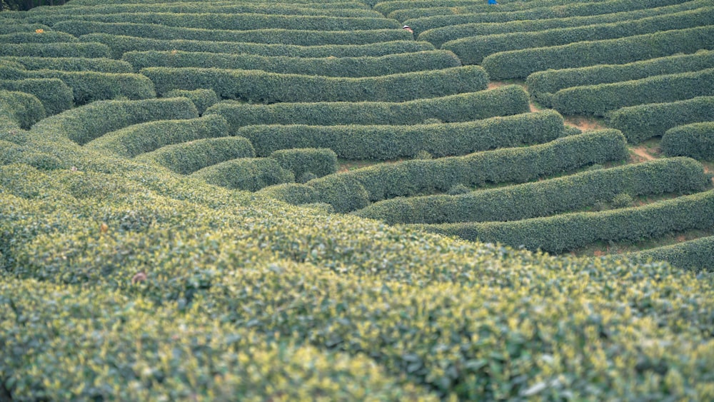 uma pessoa em pé no meio de um campo