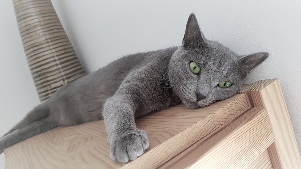 a gray cat laying on top of a wooden table