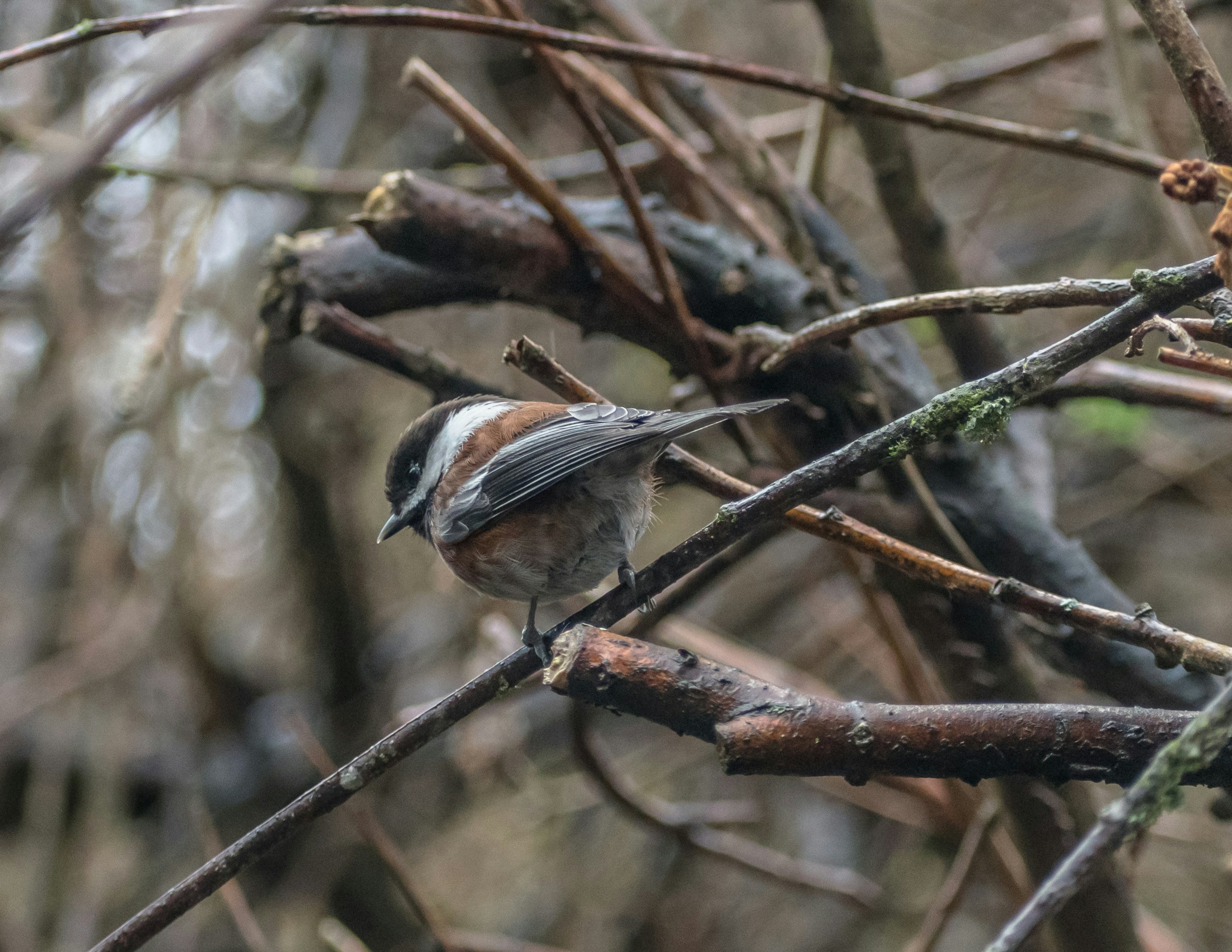 Photo by albertstoynov