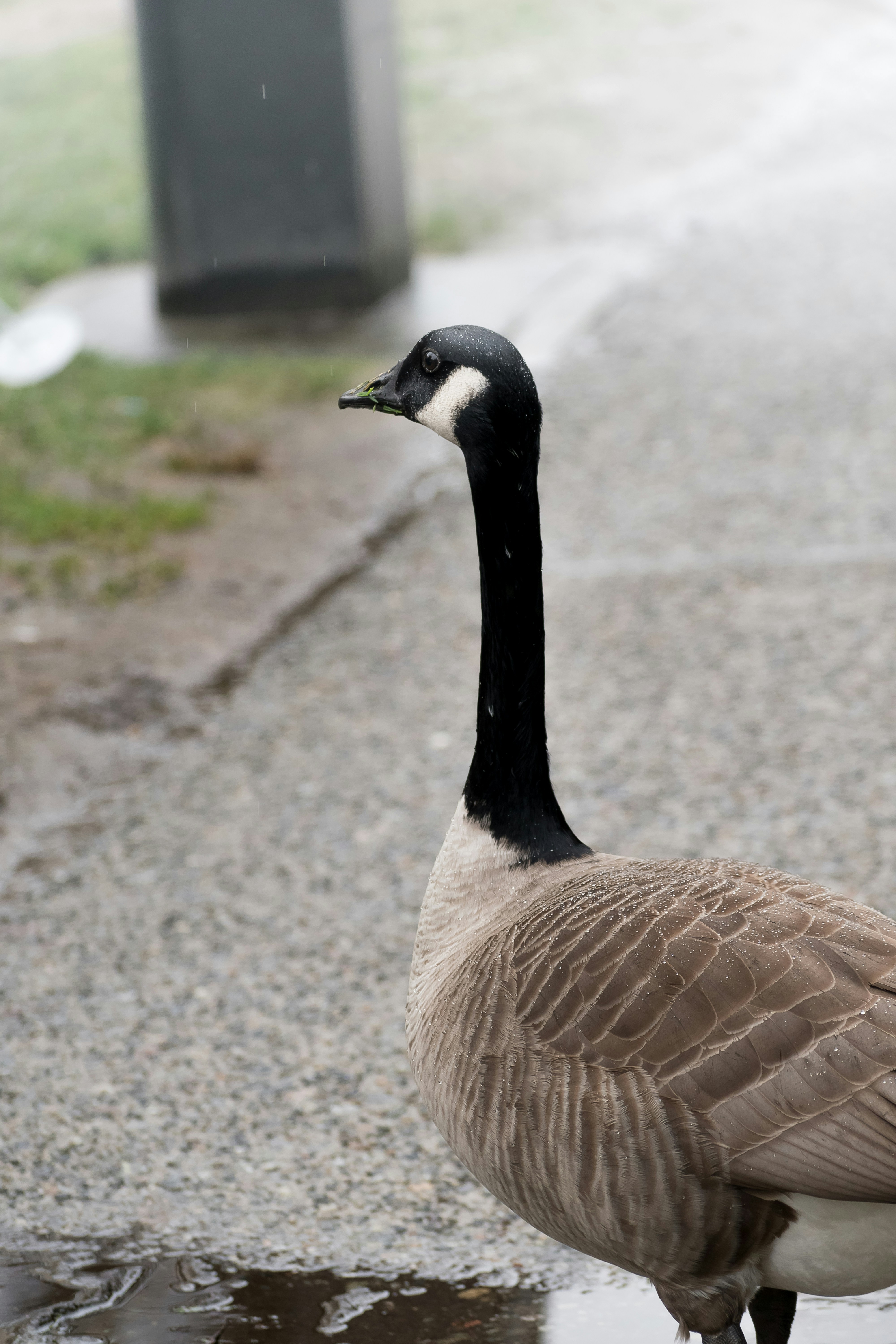 Photo by albertstoynov