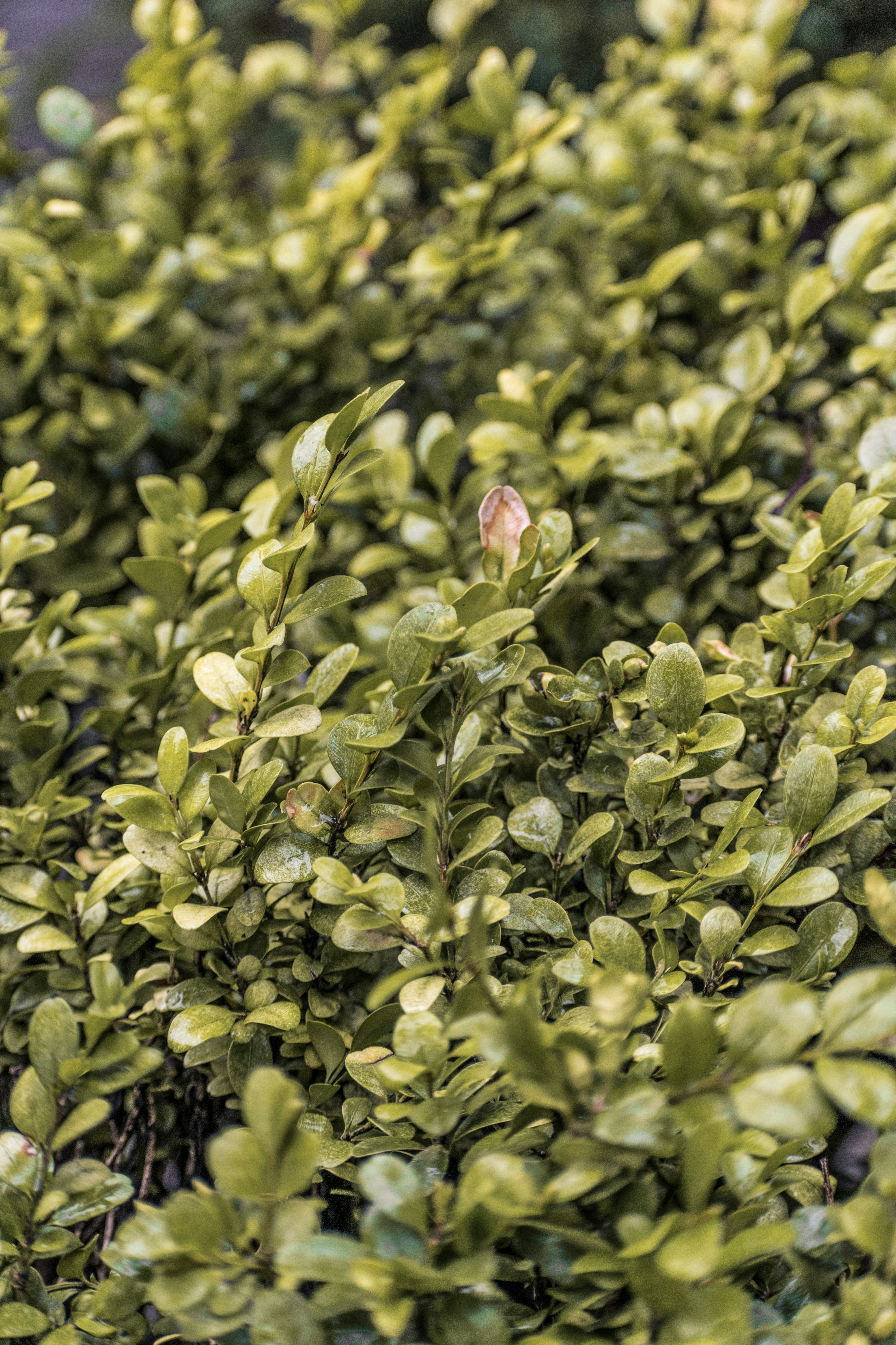 Photo by albertstoynov