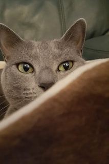 A close-up of a cat’s curious eyes peeking over a colorful pet blanket.