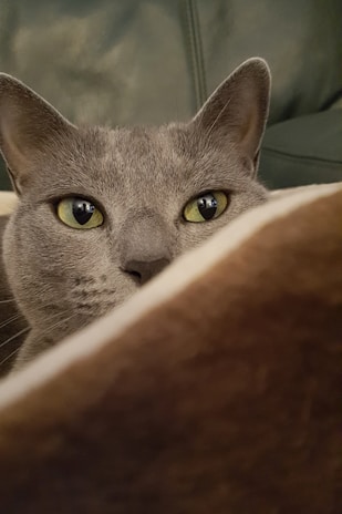 A close-up of a cat’s curious eyes peeking over a colorful pet blanket.