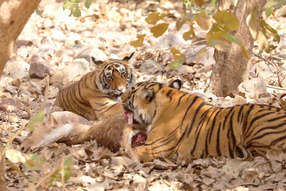 a couple of tigers laying on top of a pile of leaves