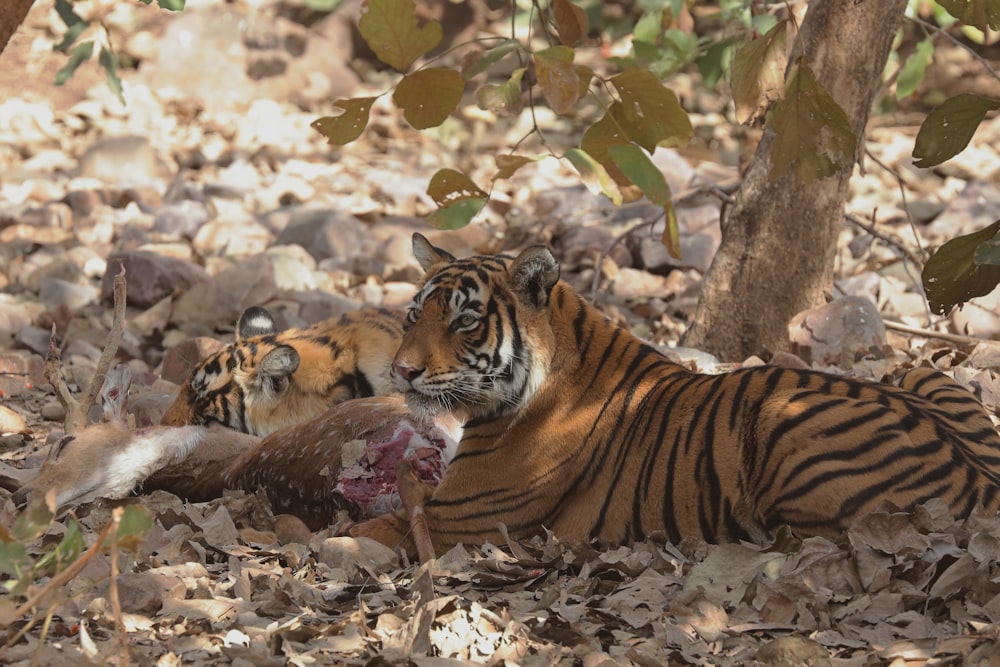 Una tigre che mangia una carcassa nel bosco
