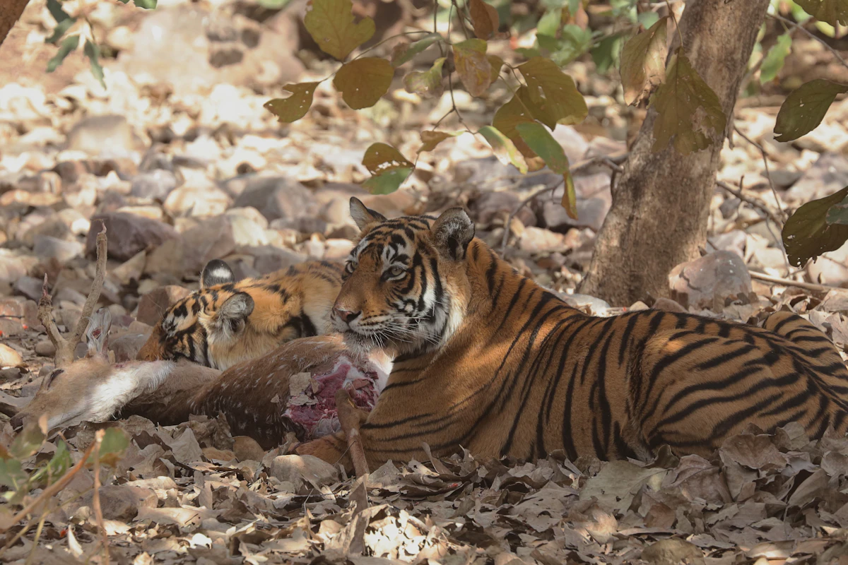 Bengal tiger in Ranthambhore National Park
