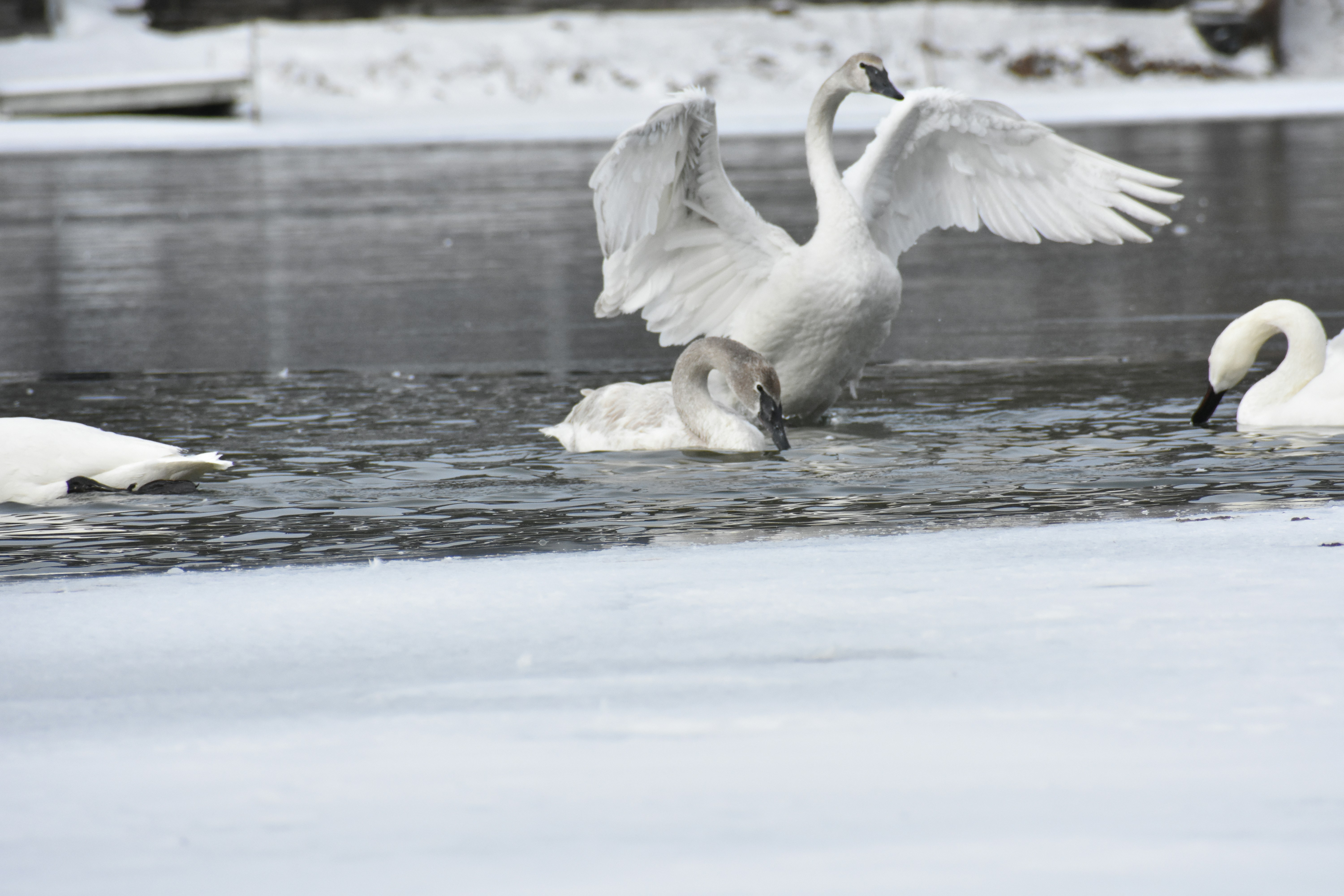 Photo by upnorth52