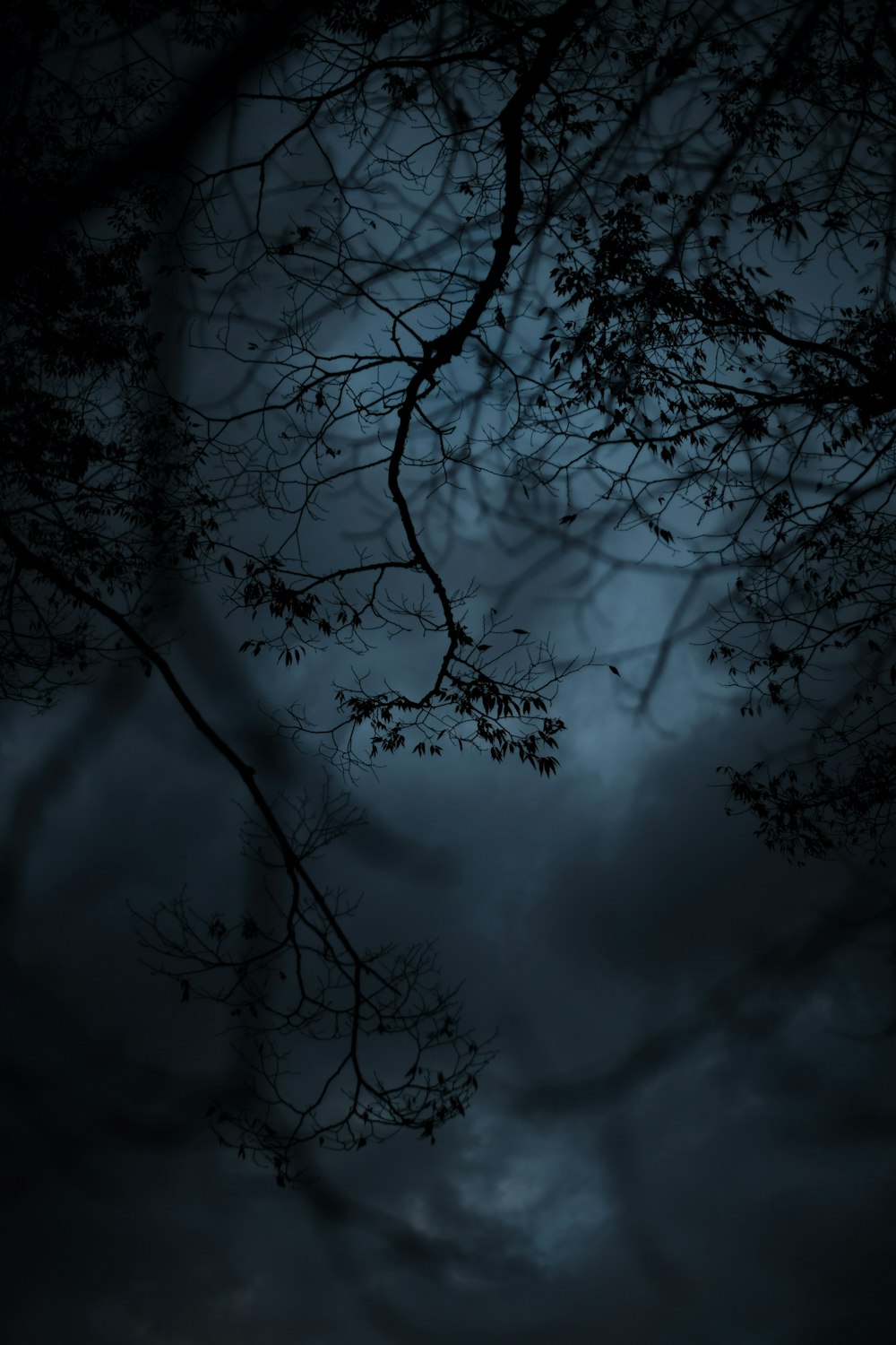 a full moon seen through the branches of a tree