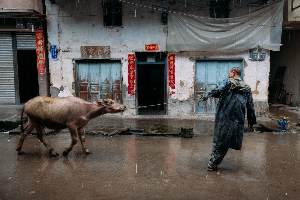 a man walking a cow down a street
