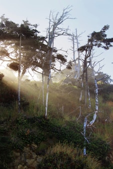 A serene forest scene featuring tall, slender trees with sparse foliage. Sunlight filters through the branches, casting a gentle glow on the lush greenery below. The landscape is slightly misty, adding a mystical atmosphere to the natural environment.