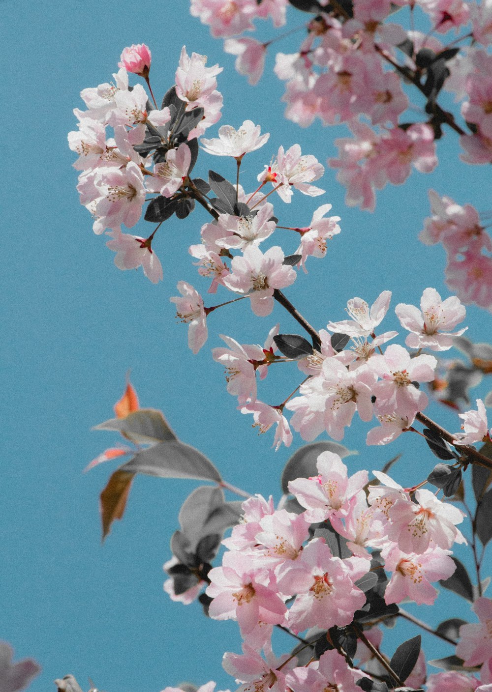 a branch of a tree with lots of pink flowers