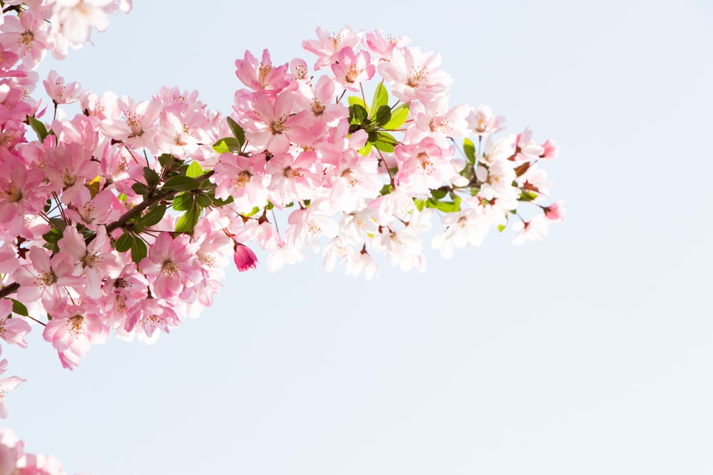 pink flowers are blooming on a tree branch